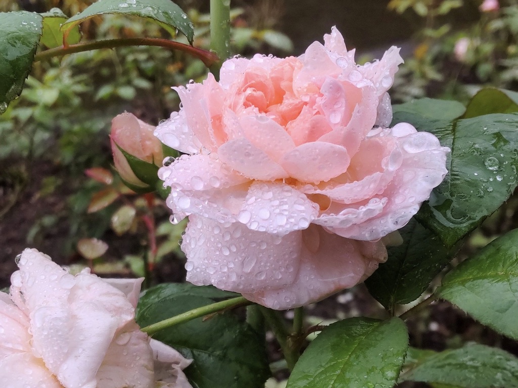 Rose in Karuizawa