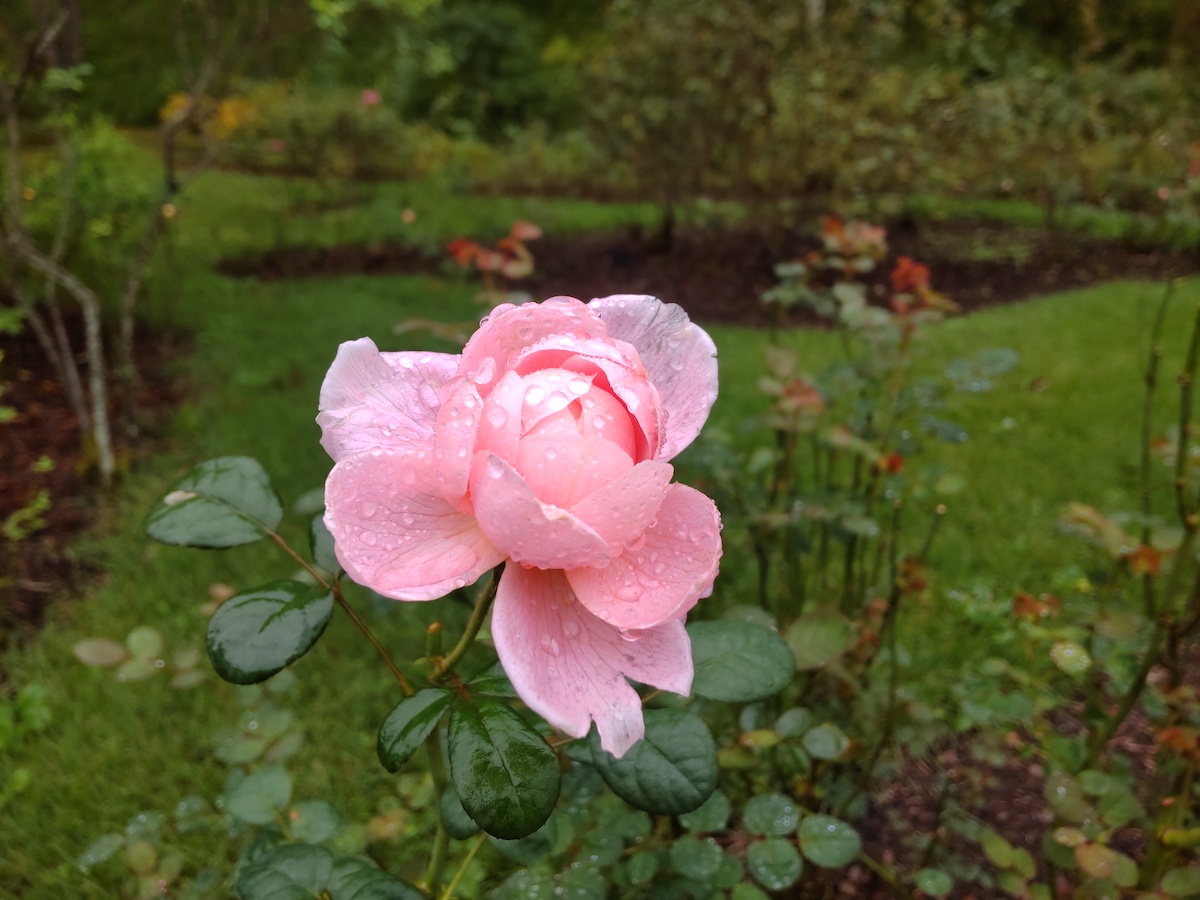 Rose in Karuizawa Taliasin