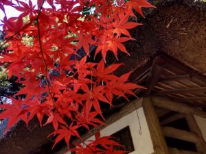 Fall Foliage in Tokyo: My Morning Walk at Koishikawa Korakuen