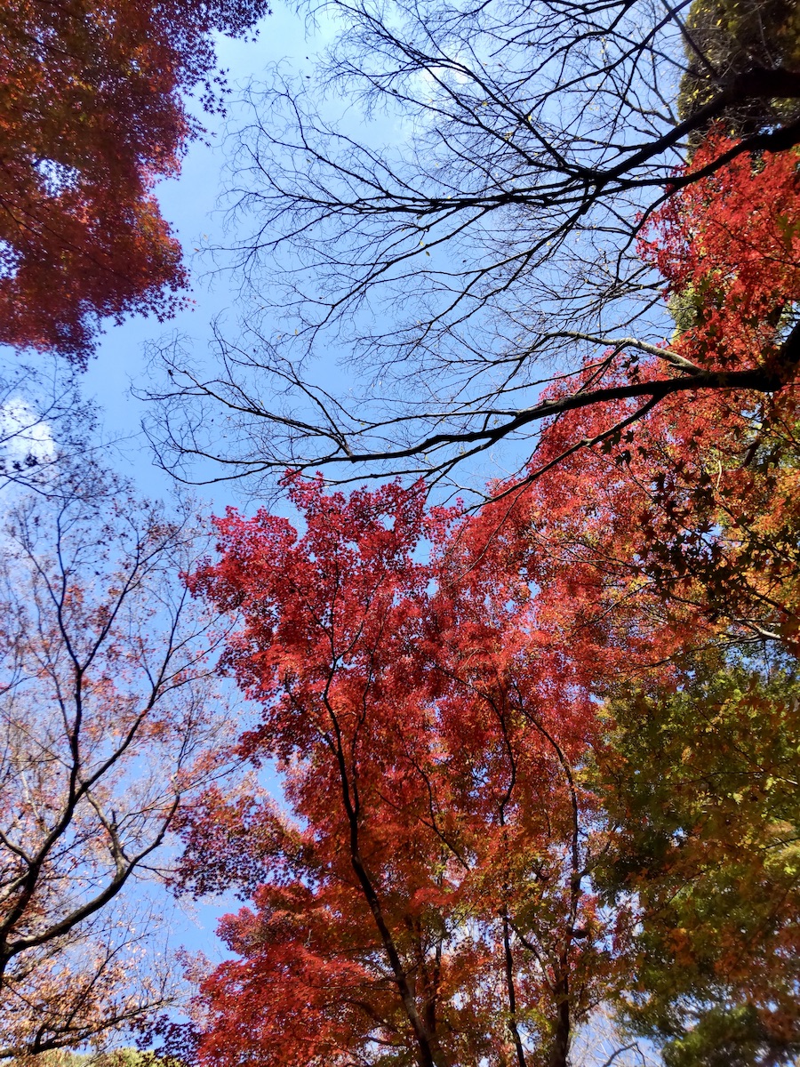 Autumn-colored trees and still-green trees standing out against a bright blue sky, viewed from below
