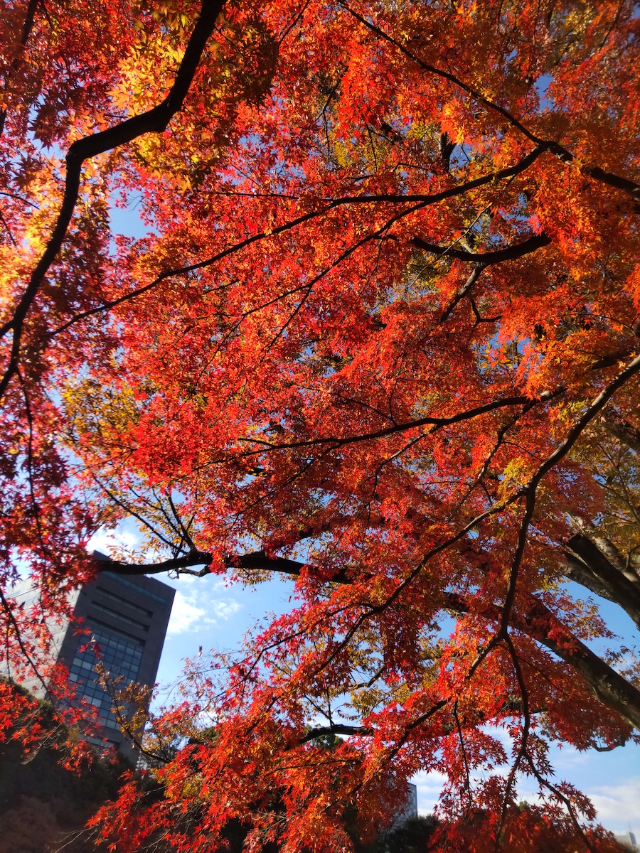 Tokyo buildings glimpsed through a sea of autumn leaves