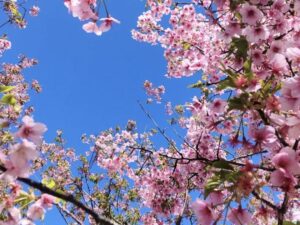 Deep pink cherry blossoms in full bloom against blue sky