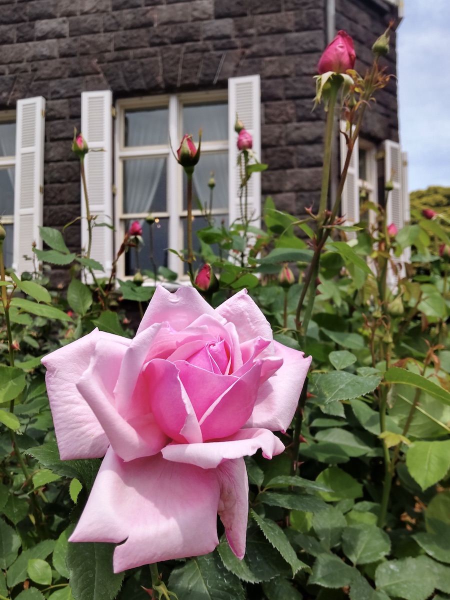 Pink roses and buds in front of a stone Western-style building