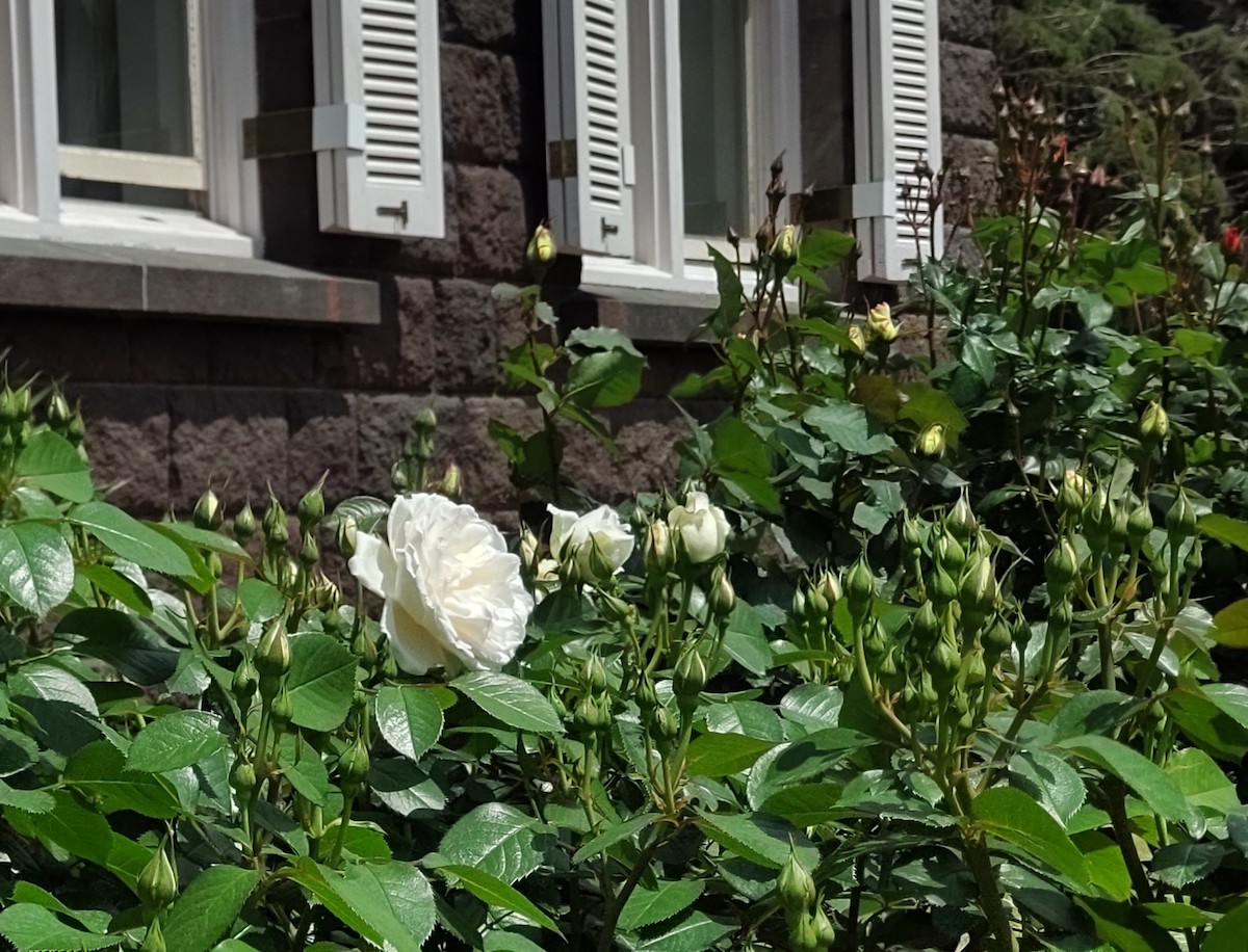White roses and buds in front of a stone Western-style building