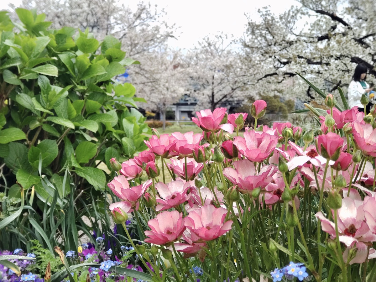 Pink flowers in the foreground with cherry blossom trees in the background