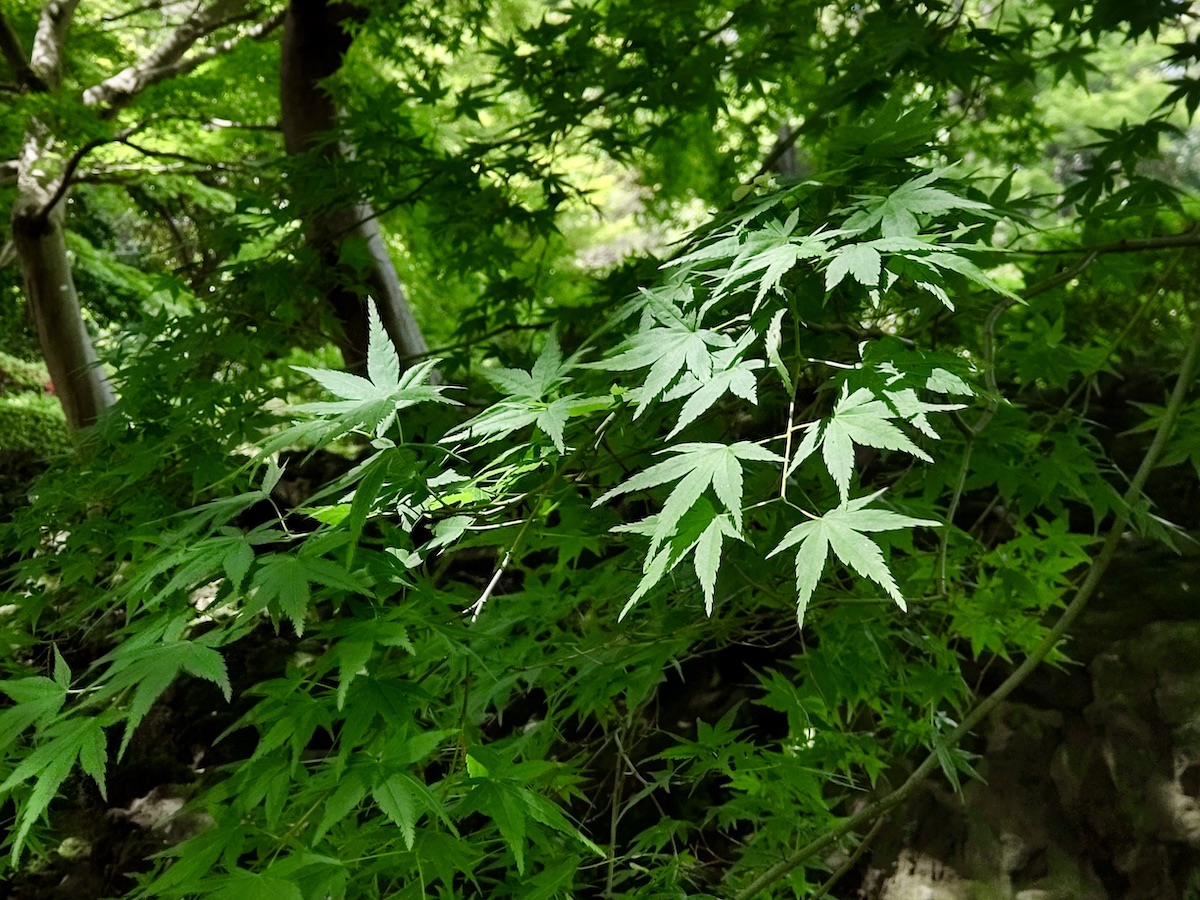 A field of green maple leaves illuminated by bright light