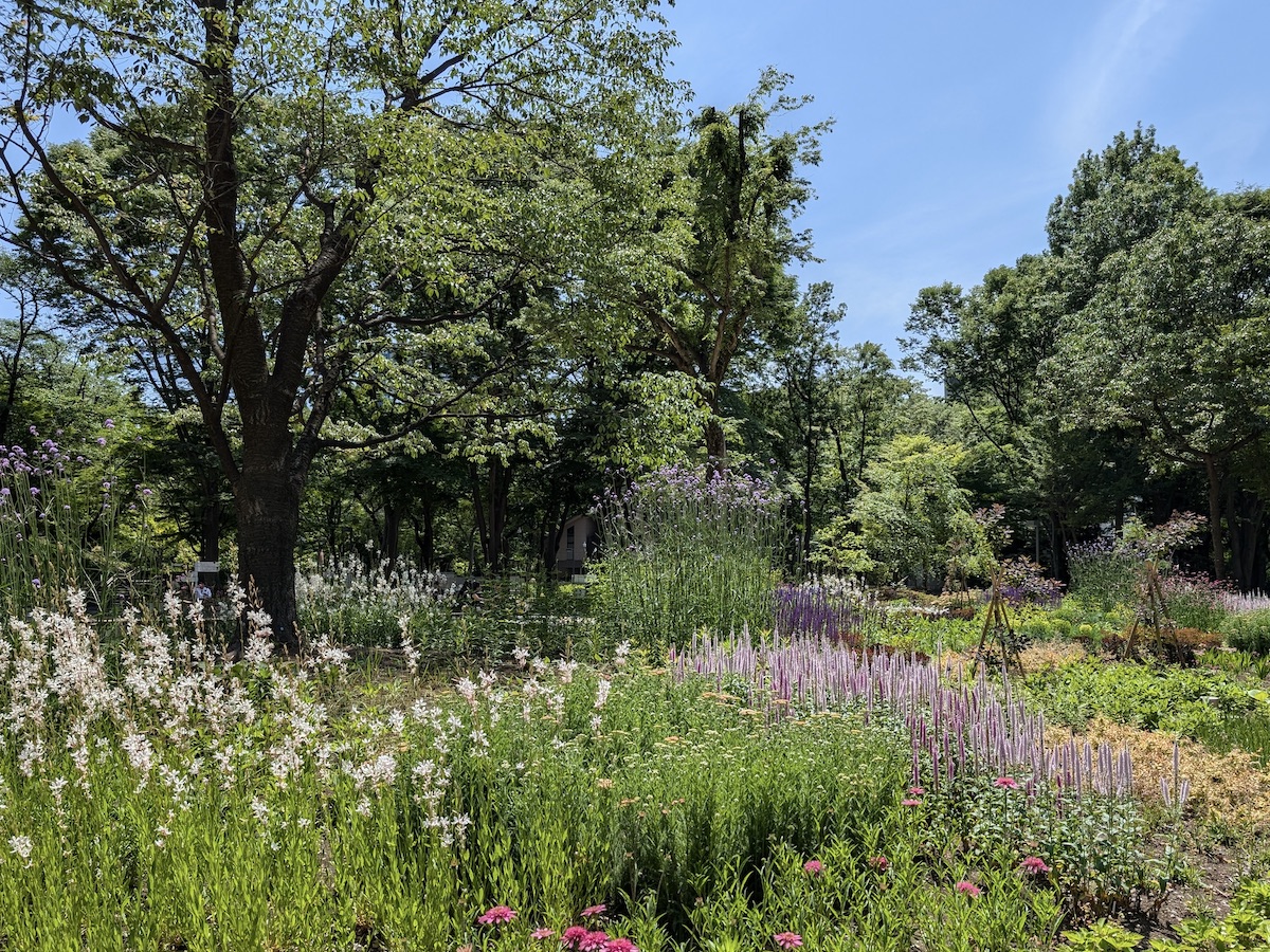 Colorful flowers and plants in the foreground with lush trees and blue sky behind