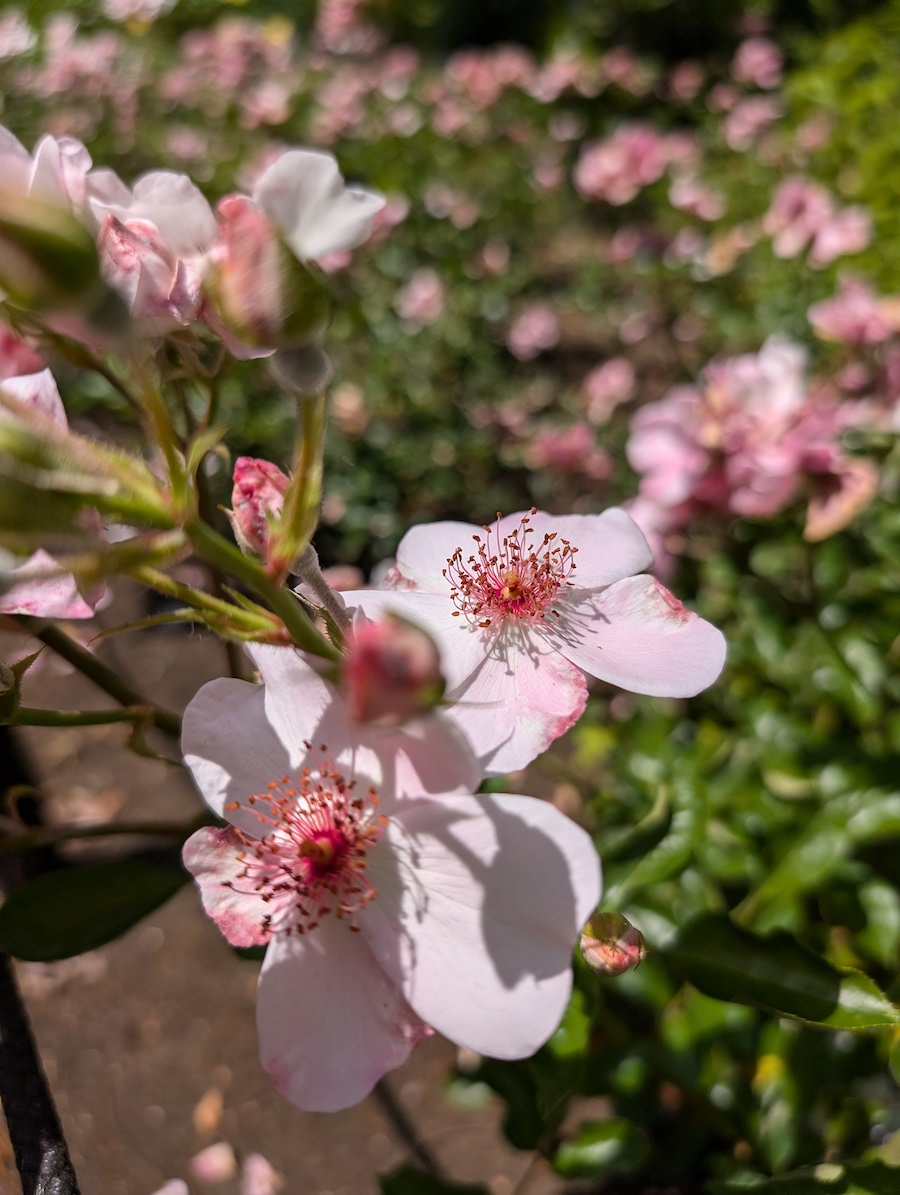 A cluster of lovely pink roses with soft rounded petals blooming in full split