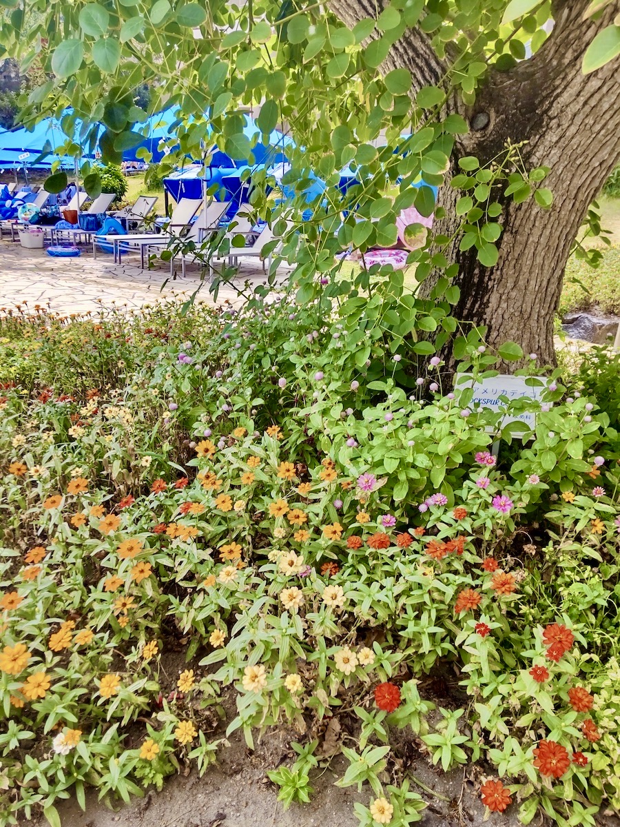 Colorful flowers blooming under a tree, with pool sunbeds lined up in the background