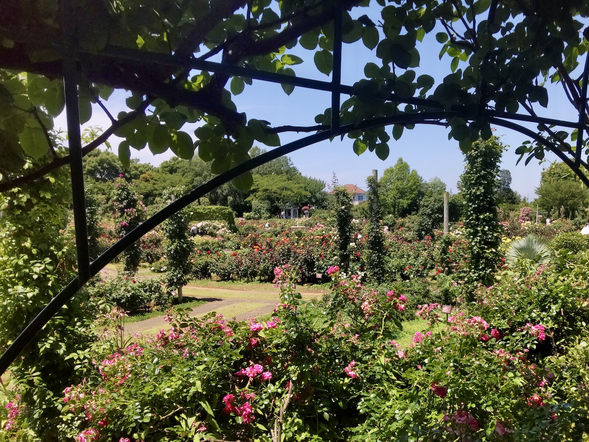 A scenic view of a blooming rose garden framed by a green archway