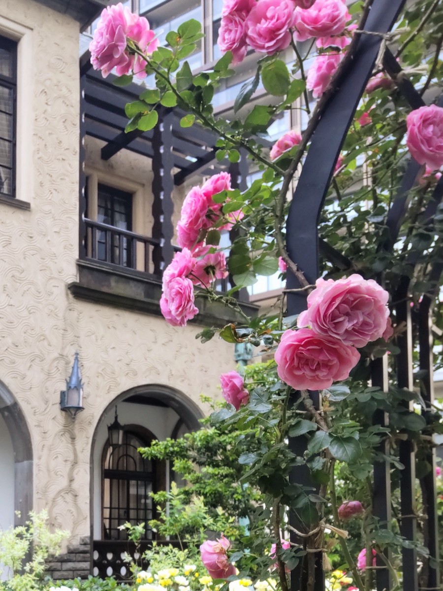 Vibrant pink roses on a metal trellis with an elegant old building in the background