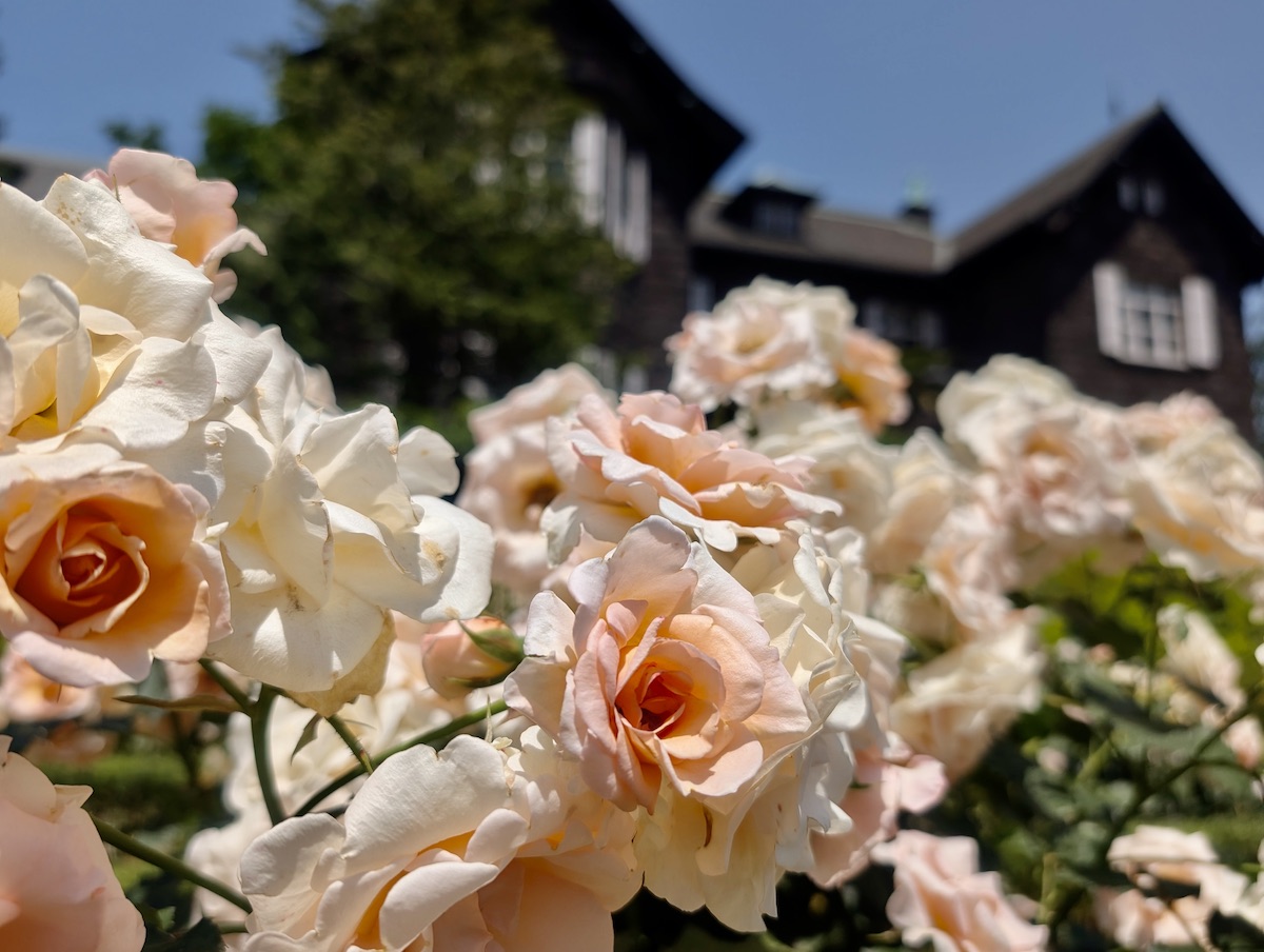 A close-up of apricot pink roses with a historic Western-style building in the background