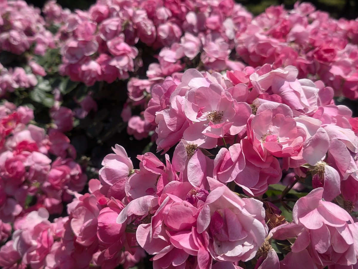 A close-up of vibrant pink roses blooming in abundance under bright sunlight