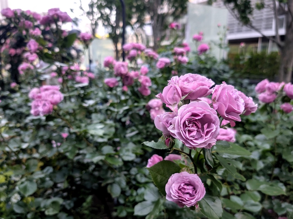 A close-up of beautiful lavender purple roses blooming in a lush garden