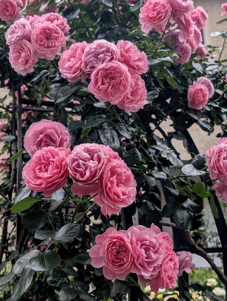Vibrant pink roses blooming in full splendor against dark green leaves in a garden