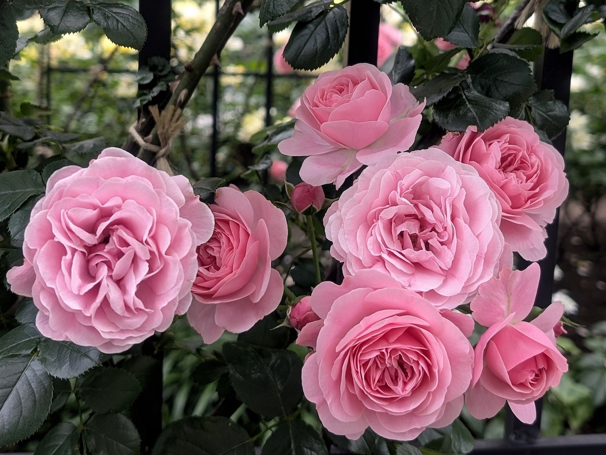 A beautiful close-up of pink roses blooming elegantly against a black fence
