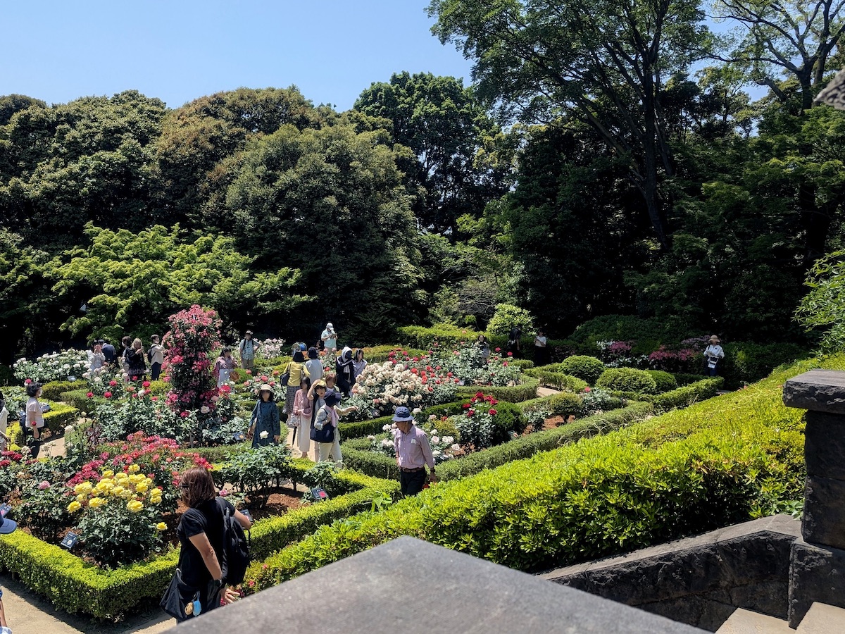A beautiful geometric rose garden filled with colorful flowers and strolling visitors