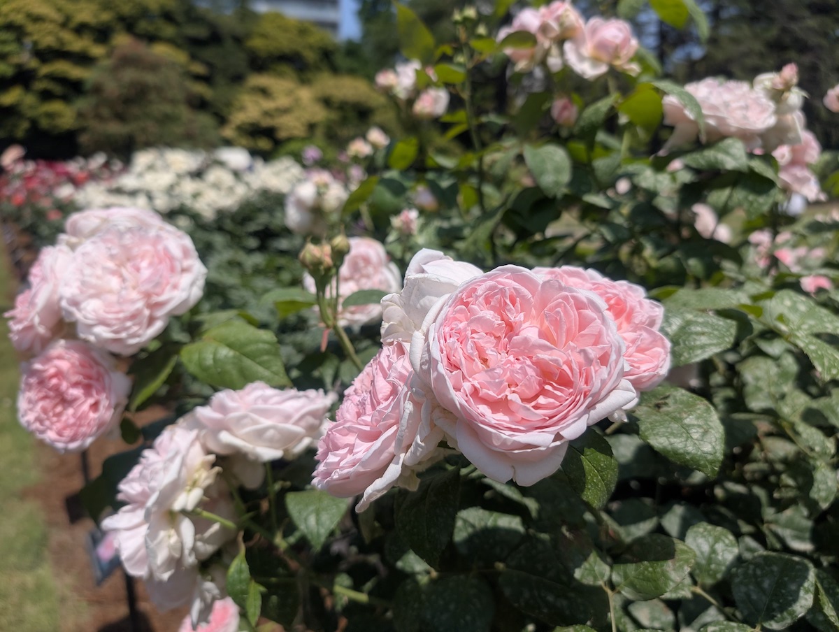 Soft pink roses with delicate dense petals blooming beautifully under the sun