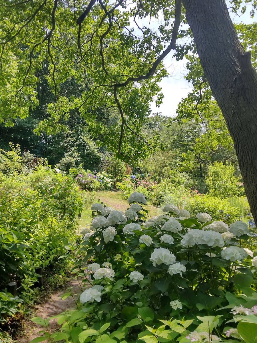 A garden path lined with white hydrangeas under the shade of lush green trees