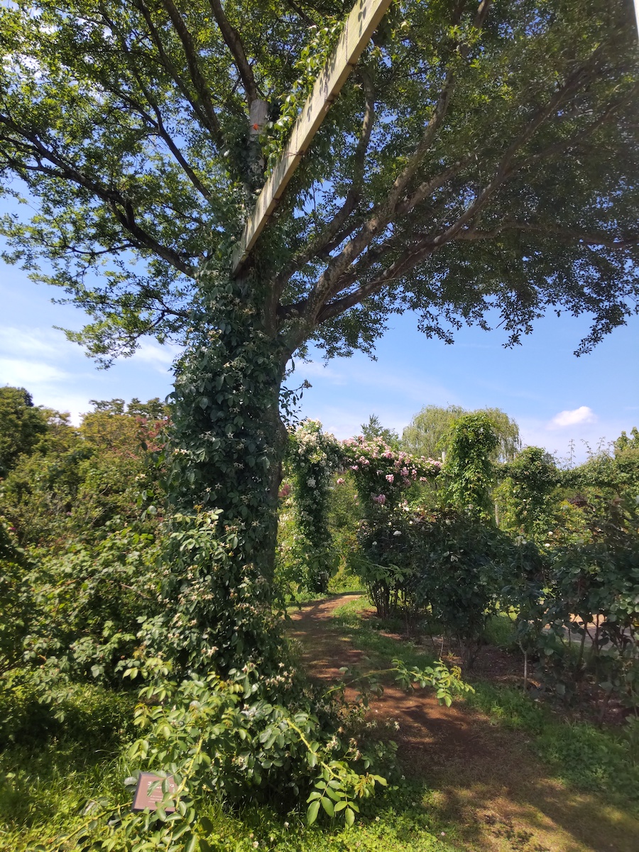 A dirt path leading through a lush garden with rose arches under a large tree