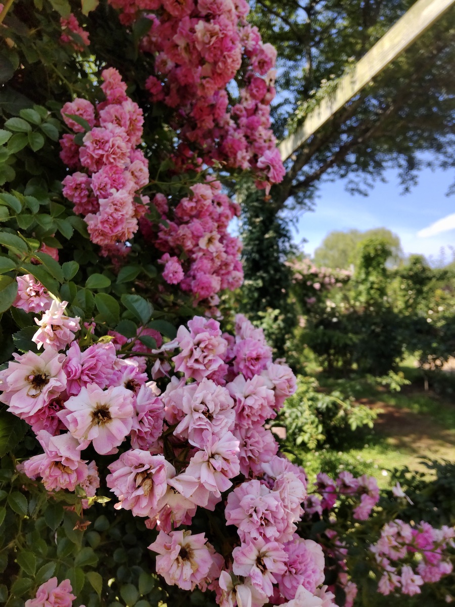 A close-up of vibrant pink climbing roses blooming beautifully in a sunny garden