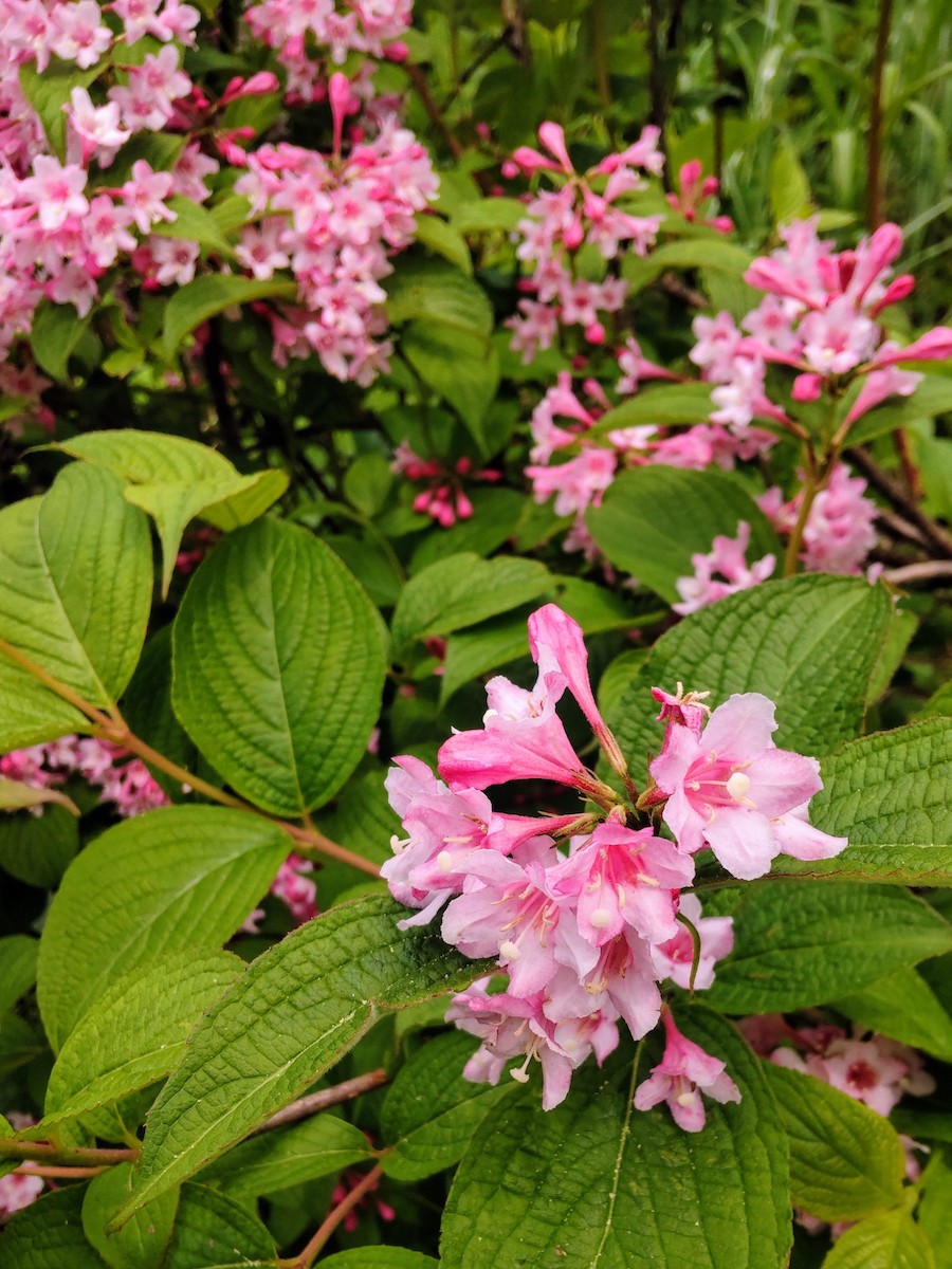 Close-up of vibrant pink flowers blooming among lush green leaves in nature