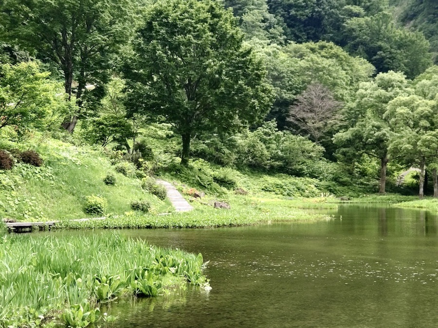 Serene mountain pond with lush green trees and wooden walkway along edge