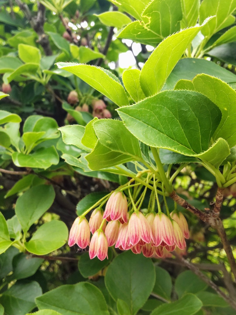 Small pink bell-shaped flowers hanging under lush green leaves in spring