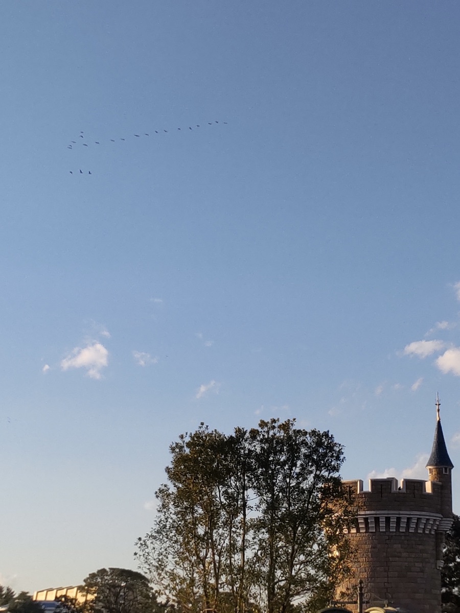 Flock of birds flying high in blue sky above castle spire and green tree